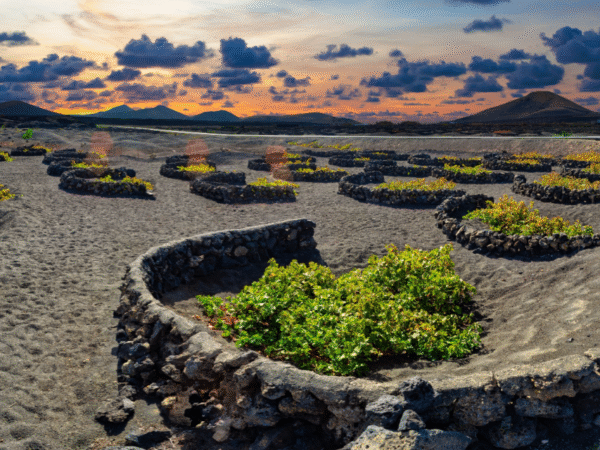 The South Of Lanzarote Tour