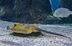 Lanzarote Aquarium Tickets