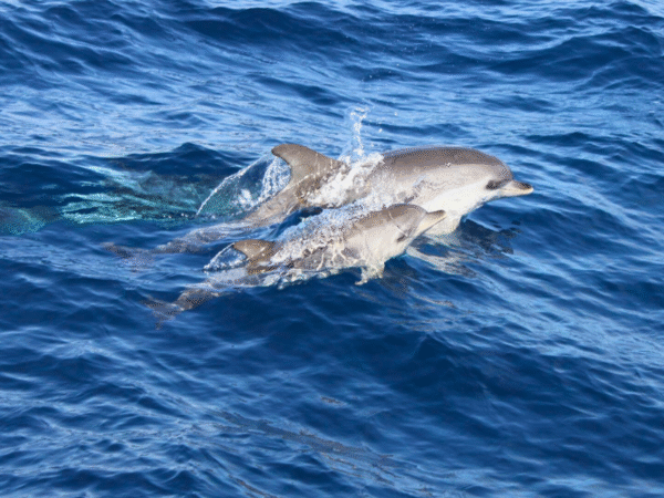 Sunset & Dolphins Boat Tour – Evening Cruise with Dolphin Search